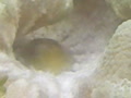 動画:イボハタゴの噴火